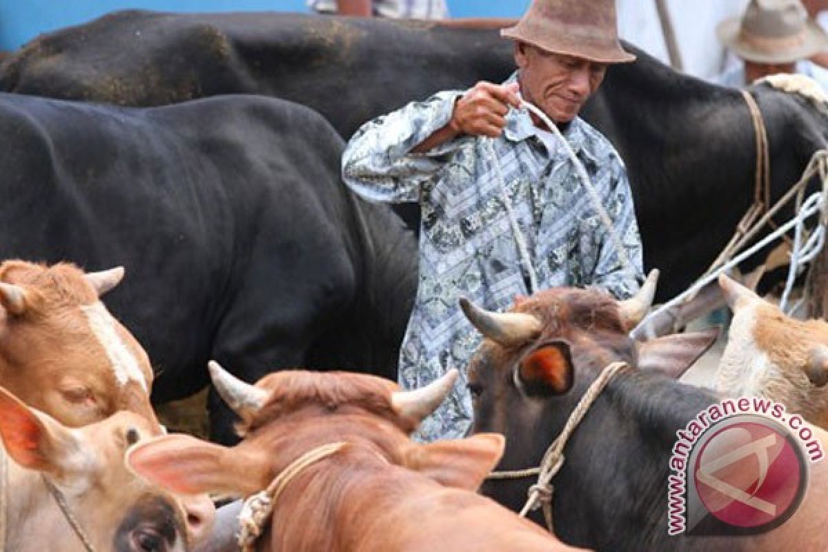 NTT Sudah Swasembada Sapi 