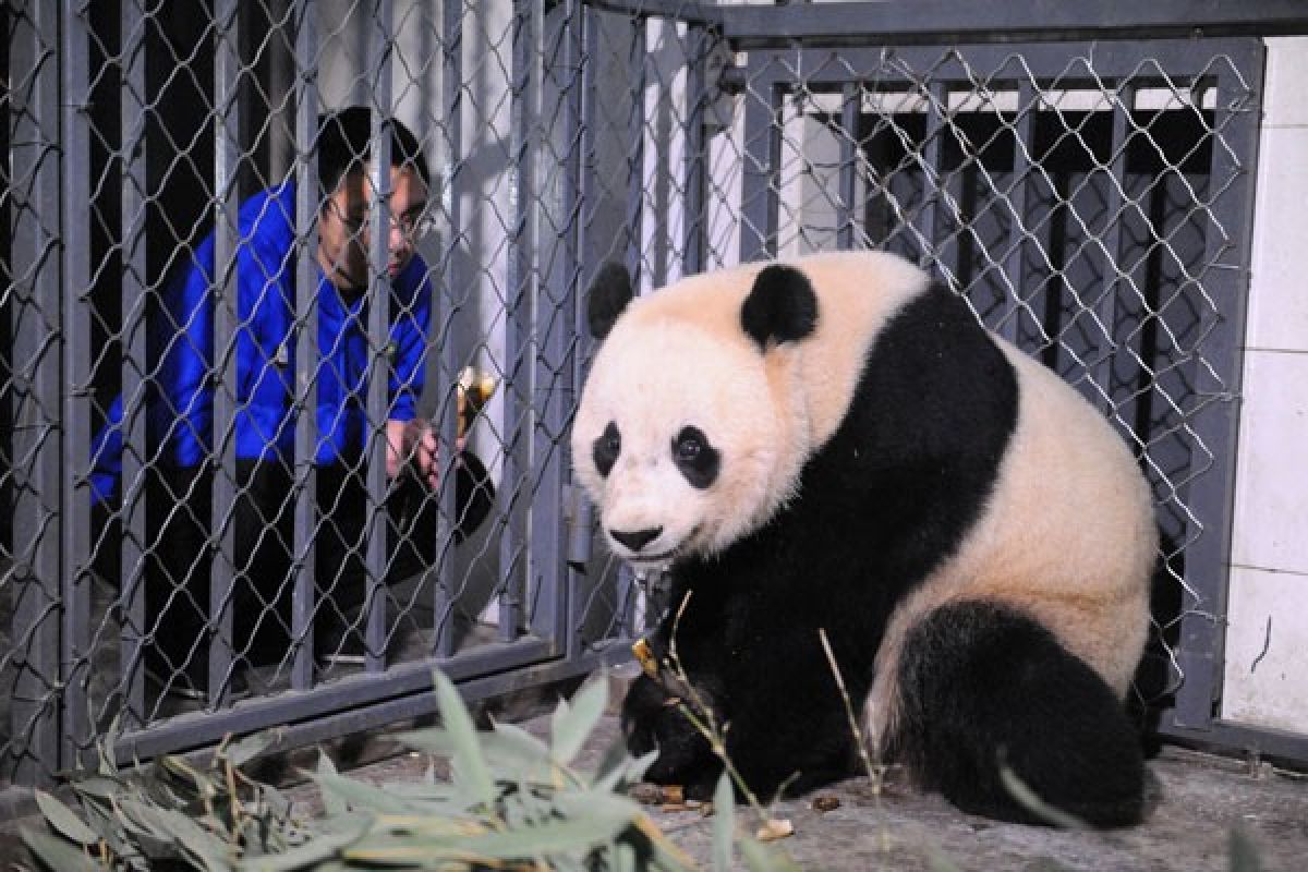 Masyarakat China murka dengan video penyiksaan panda