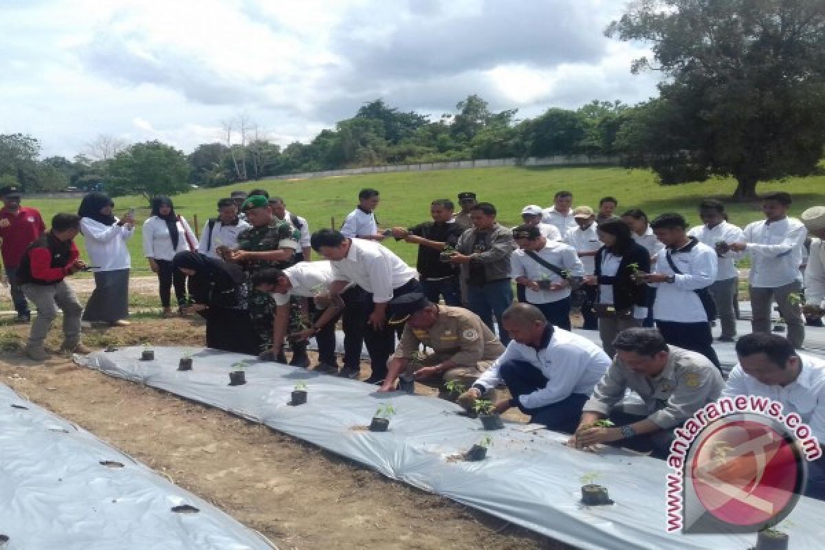 Balai Karantina Kendari Dukung Gerakan Tanam Cabai 