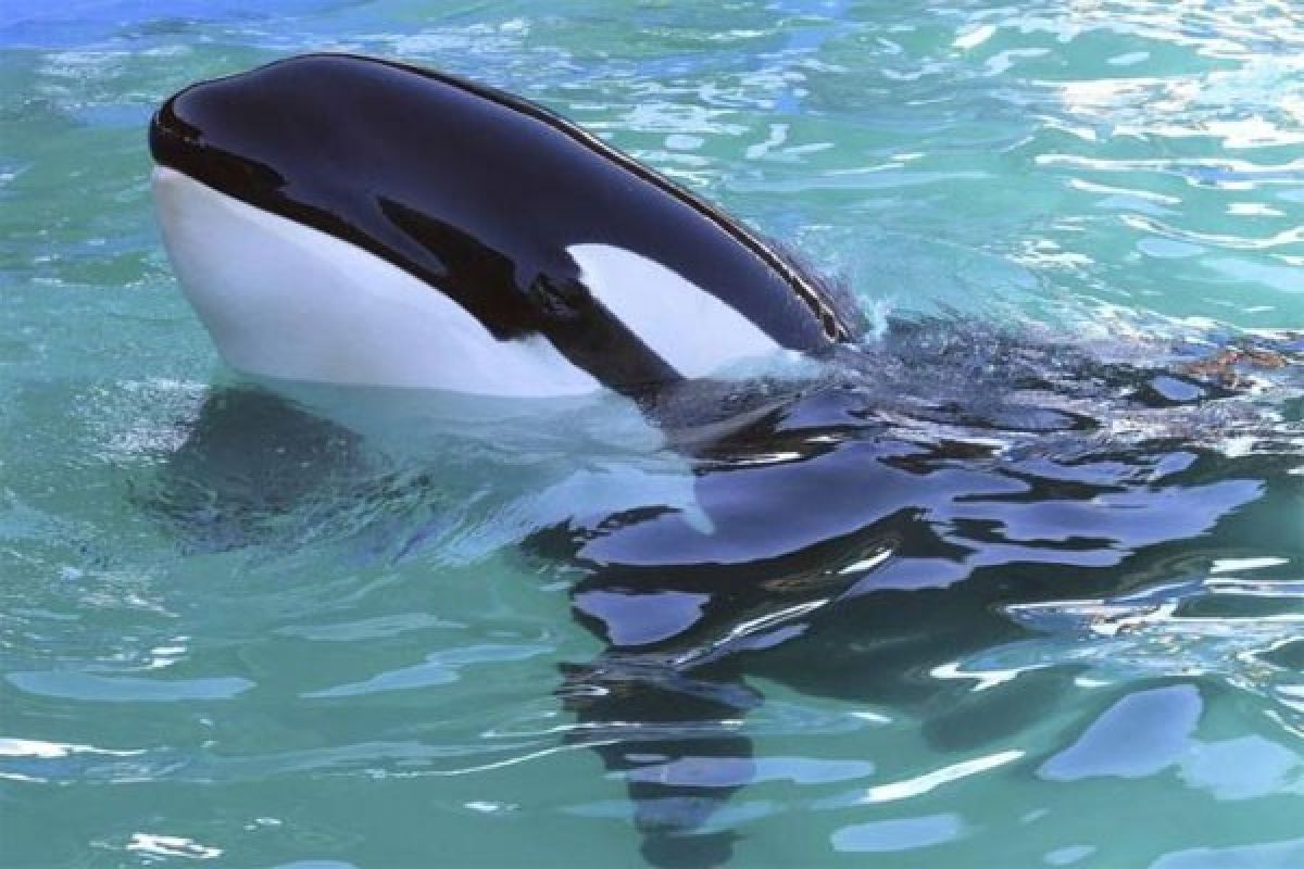 Paus orca yang terdampar di Sungai Seine, Prancis, akan disuntik mati