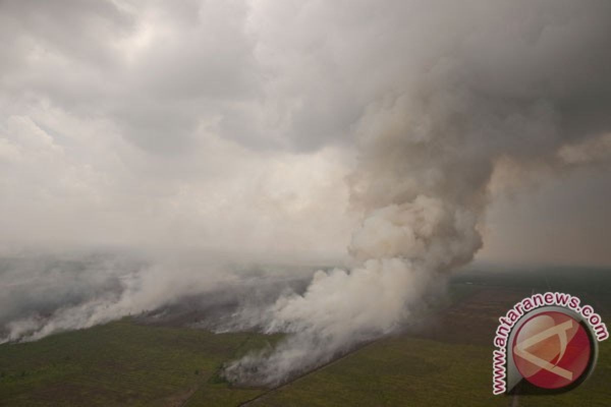 CIFOR teliti efektivitas restorasi gambut di Riau