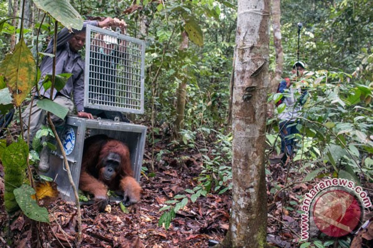 Taman Nasional Gunung Leuser lepas seekor orang utan