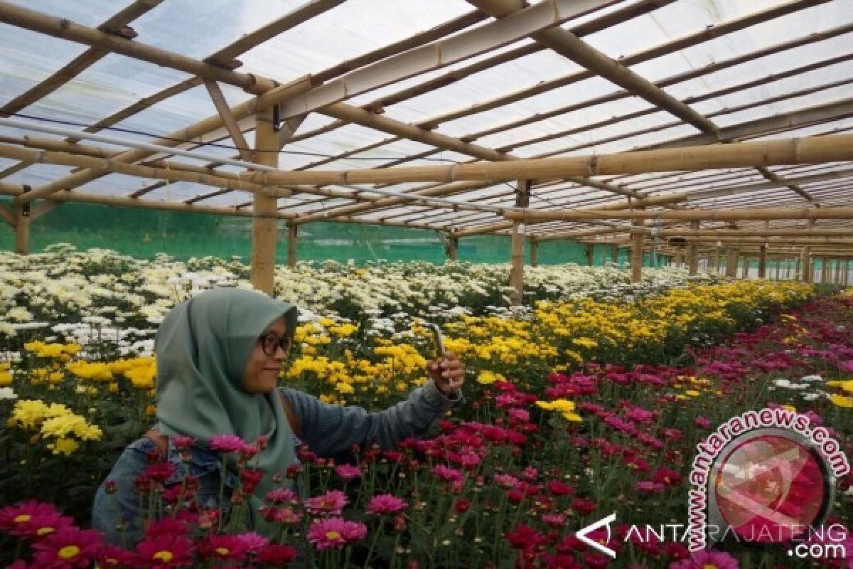 Pesona Kampung Krisan Bandungan Mulai Dilirik Wisatawan