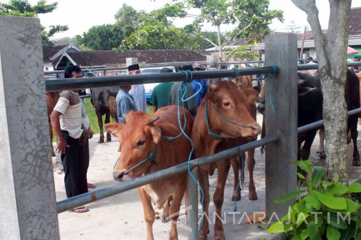 Peternak Trenggalek Keluhkan Penurunan Harga Sapi-Kambing