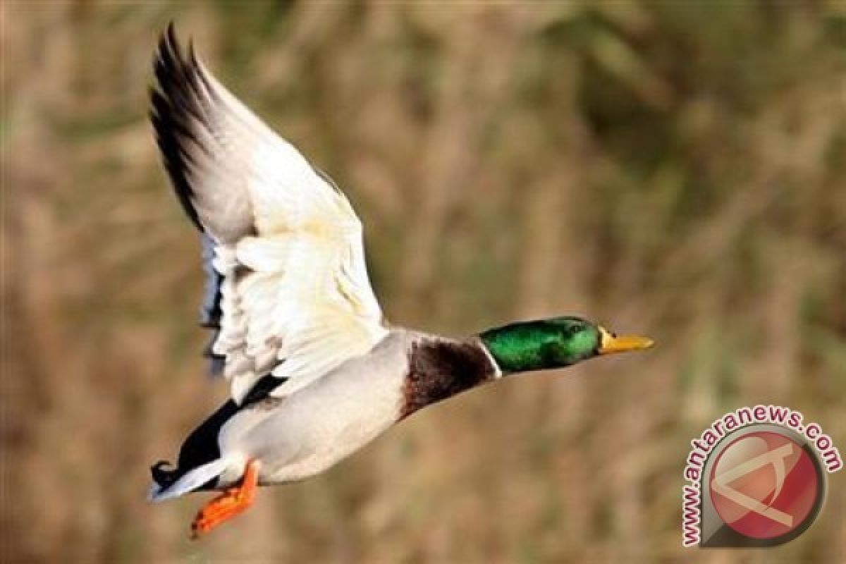 Penderita flu burung di Amerika Serikat ada di Tennessee