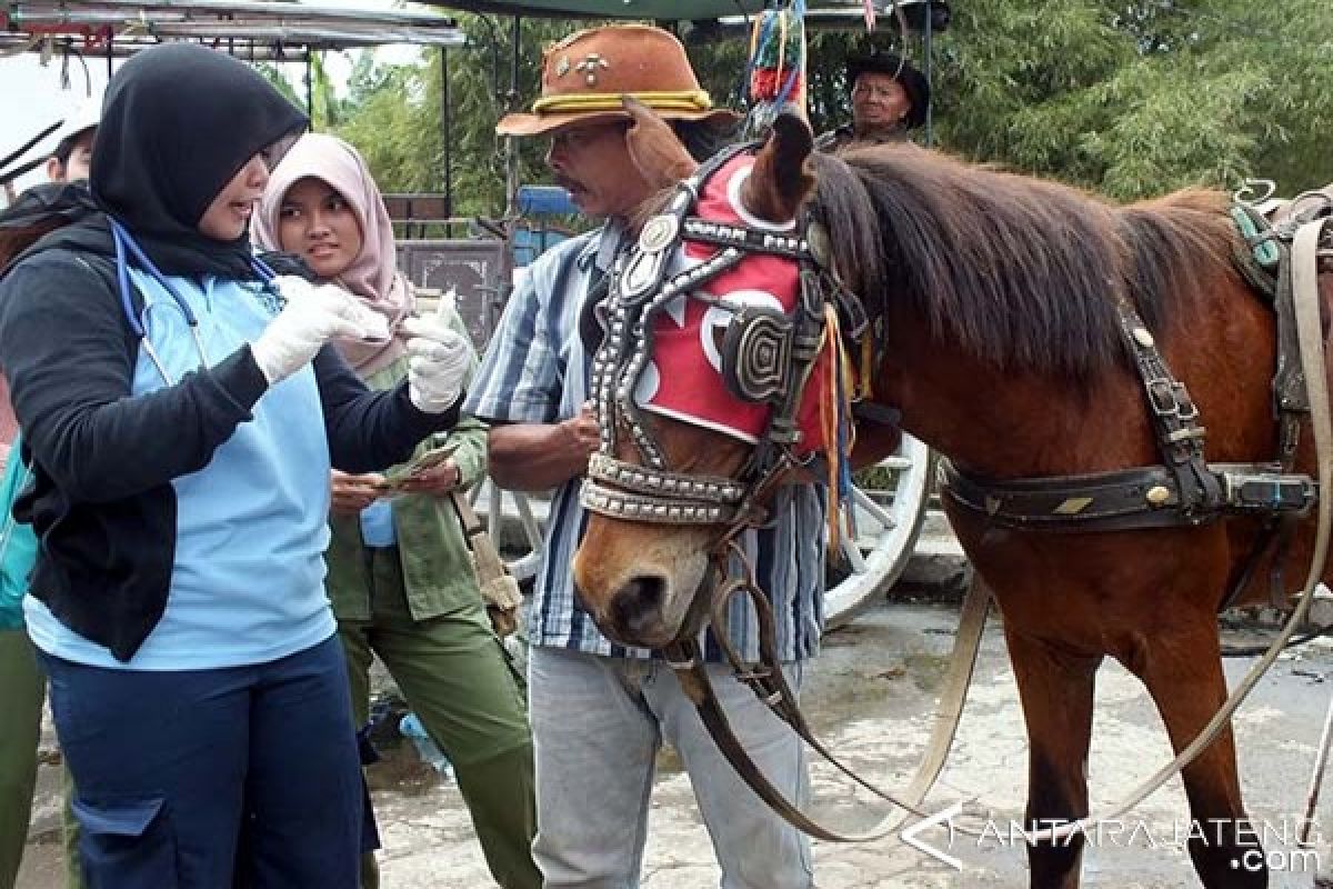 Penyakit Cacingan, FKH UGM Periksa Kuda Di Temanggung