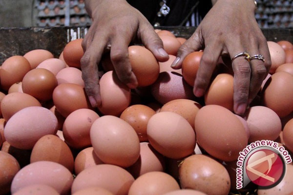 Produksi Telur Ayam di Babel 3.218 Ton