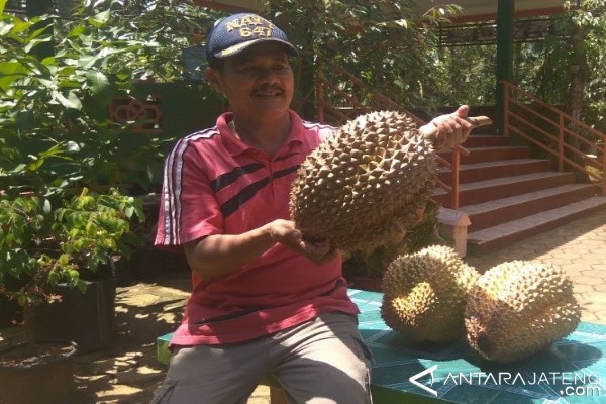 Banyumas Segera Gelar Festival Durian