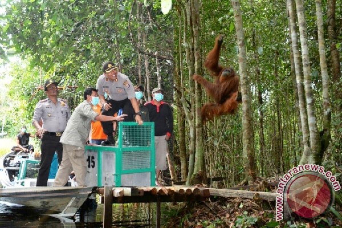 Polres Kapuas Komitmen Lindungi Satwa Orangutan