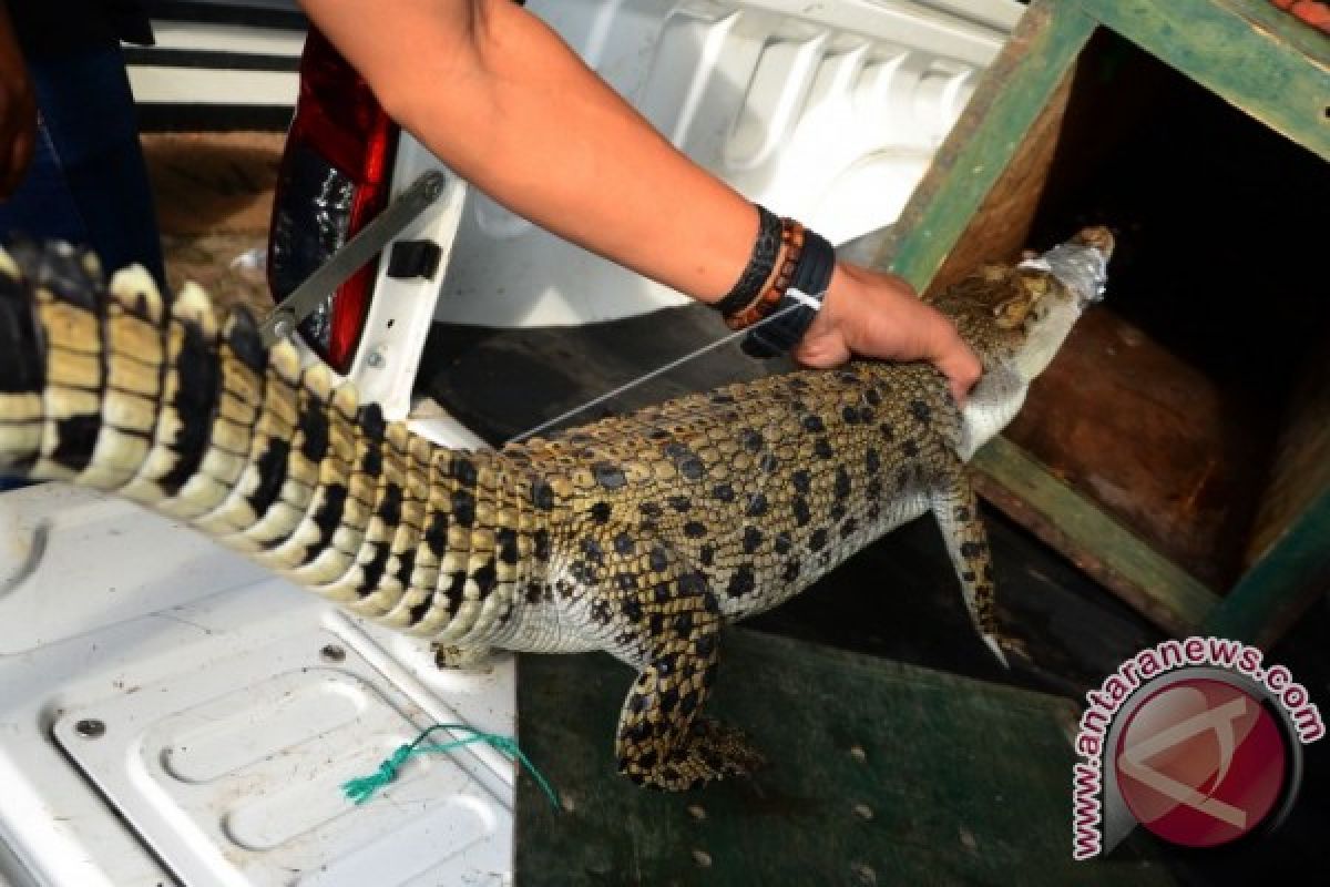 Keamanan Bandara Jambi gagalkan pengiriman anak buaya