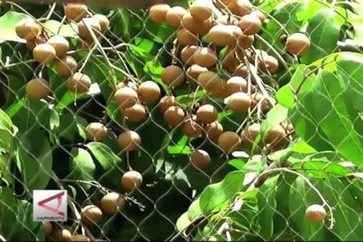 Petani Gunung Kidul mulai panen kelengkeng 