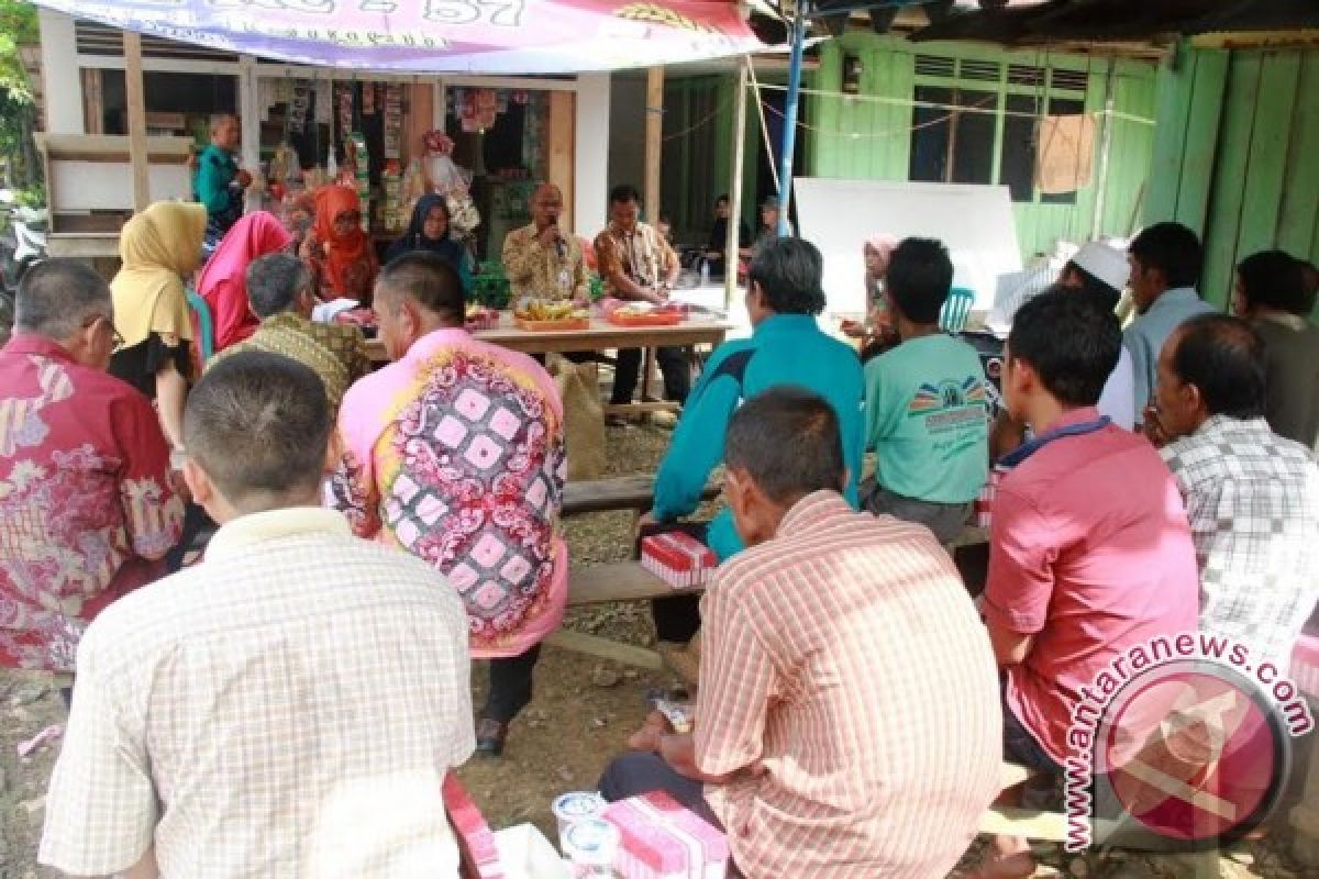 HST Kembangkan Tanaman Jagung Di Sela-Sela Karet