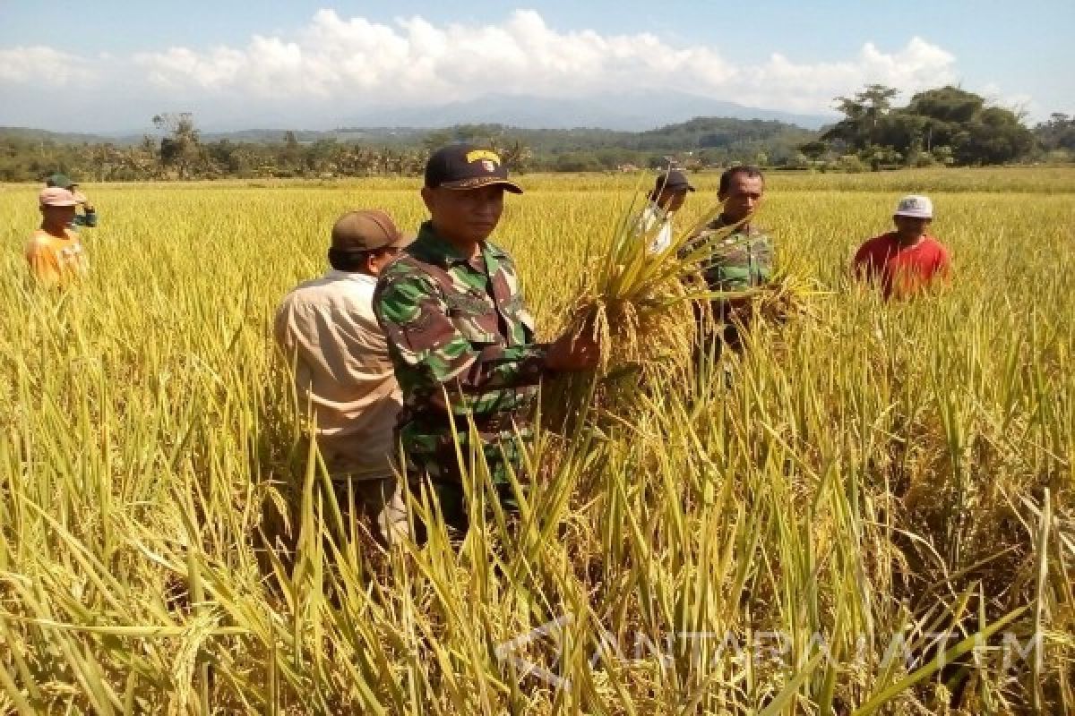 Hama Wereng Serang 104 Hektare Padi di Trenggalek