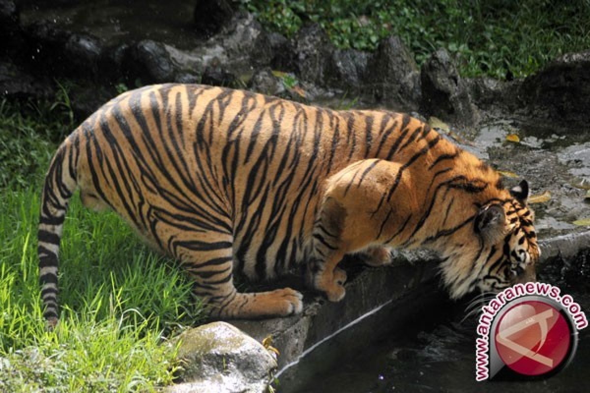 Cagar Alam Maninjau Habitat Binatang Buas