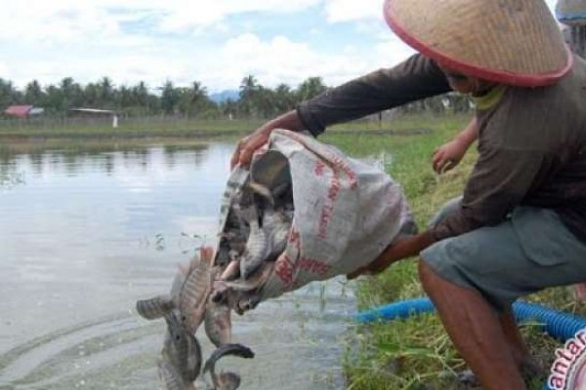 650 Ribu Bibit Ikan Akan Disalurkan Untuk 12 Kab/Kota Riau