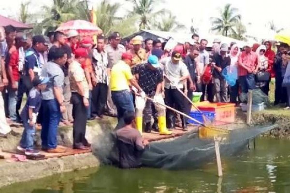 Bupati Rohil Ambil Bagian Dalam Panen Ikan Masyarakat Bangko