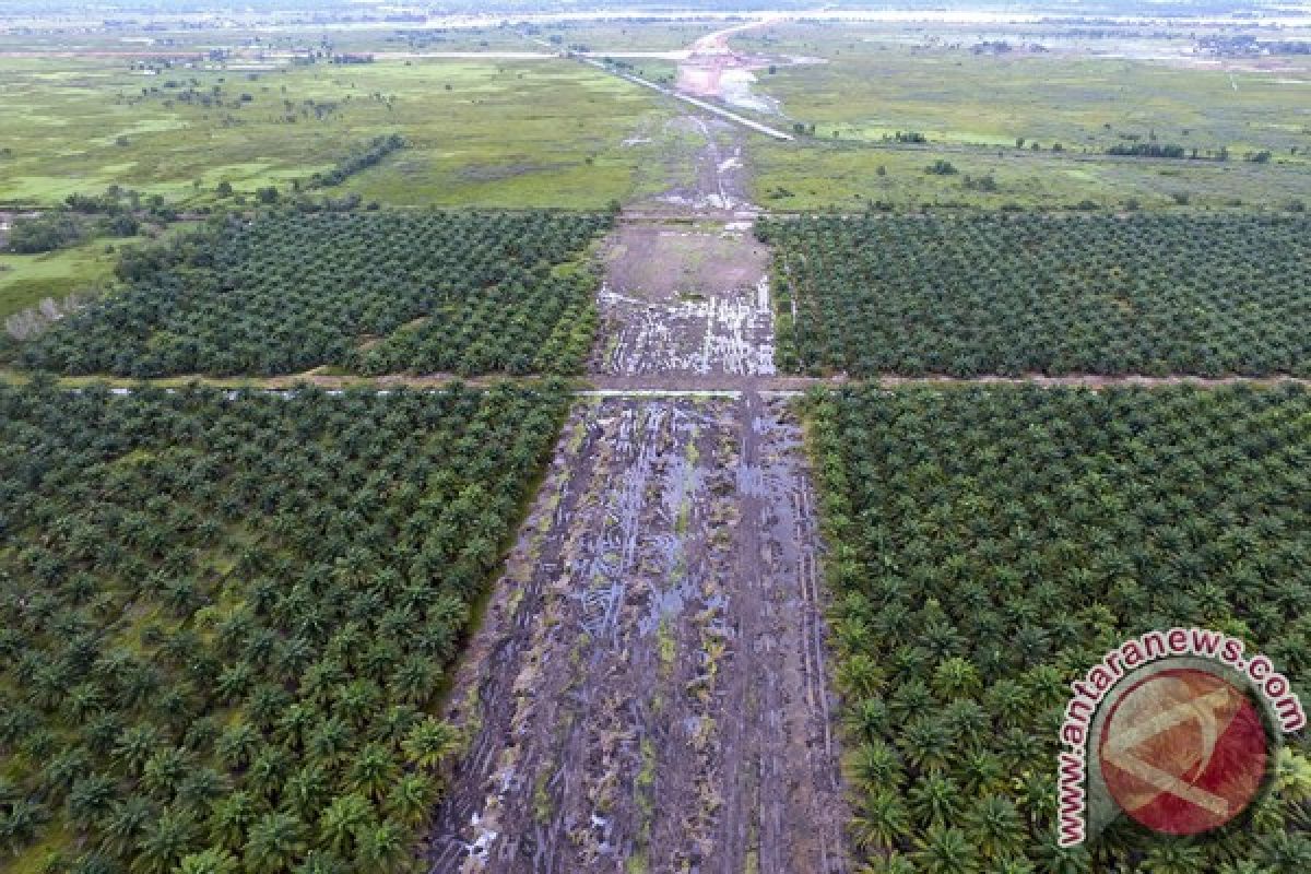 DLHK Bengkulu bersihkan sawit dalam hutan