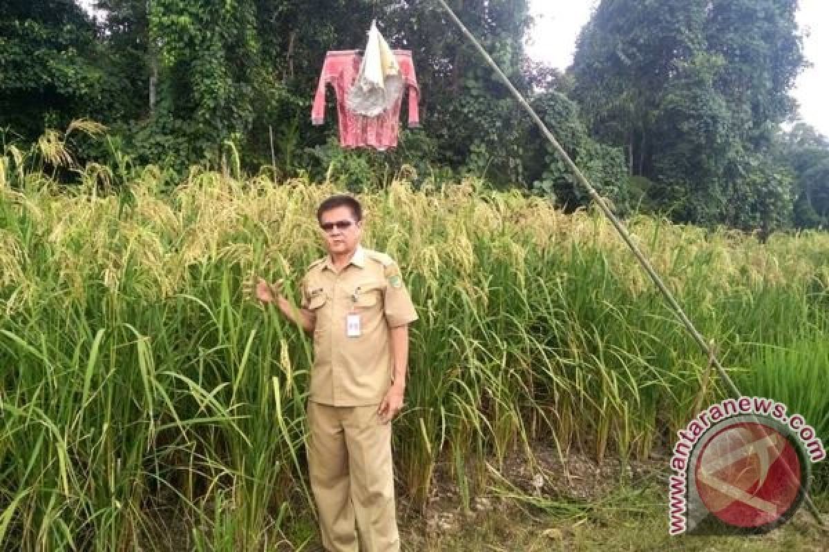 Ujicoba Tanam Pagi Gogo di Kawasan Rawan Banjir Gunung Timang