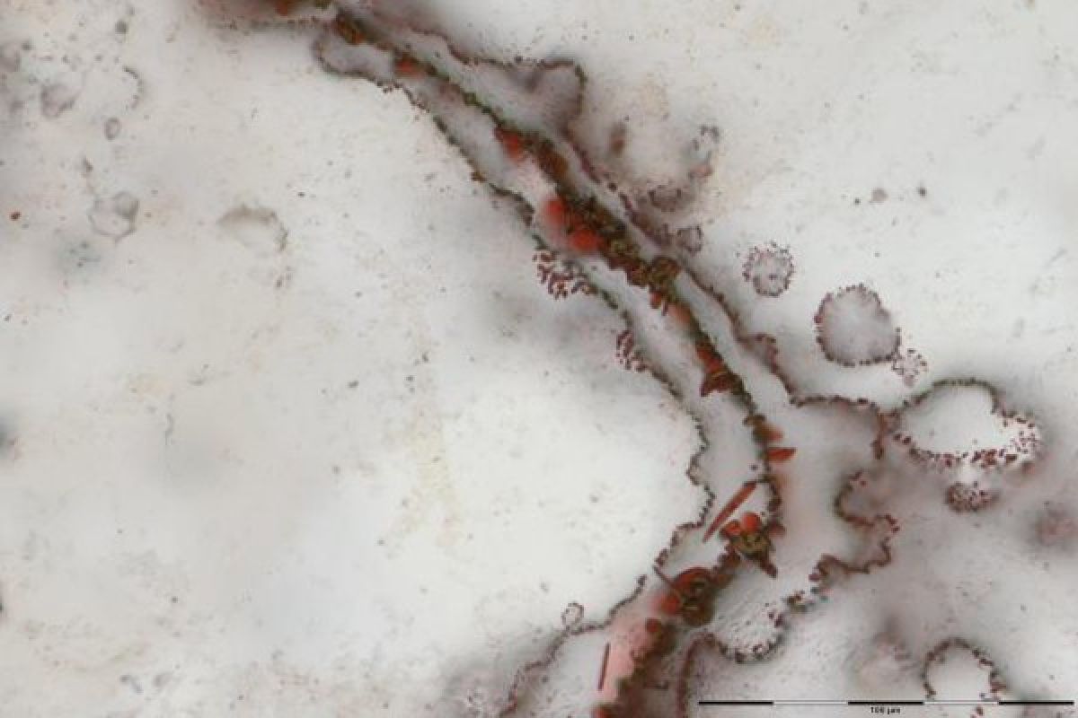 Fosil serupa bakteri disebut sebagai bukti kehidupan tertua