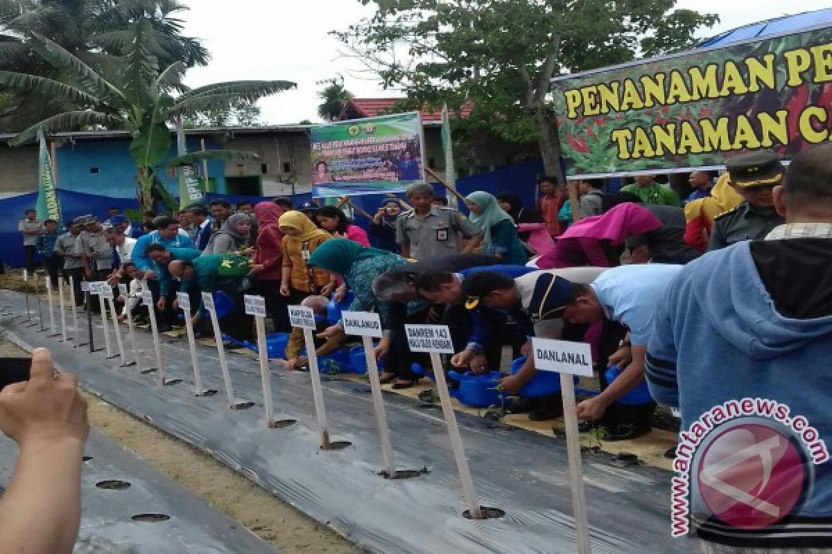 Gubernur Canangkan Gerakan Tanam Cabai di Kendari 