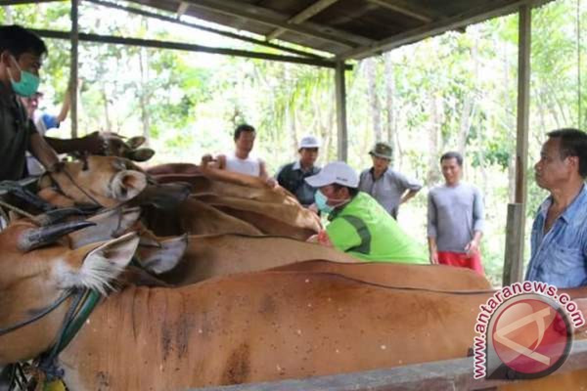 250 Sapi Indukan Wajib Bunting Diperiksa Distan Barut