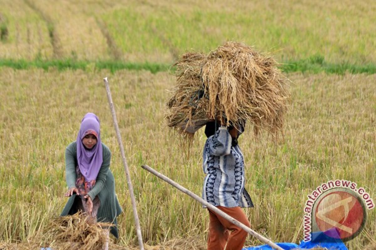 Musim panen harga beras di Lhokseumawe turun