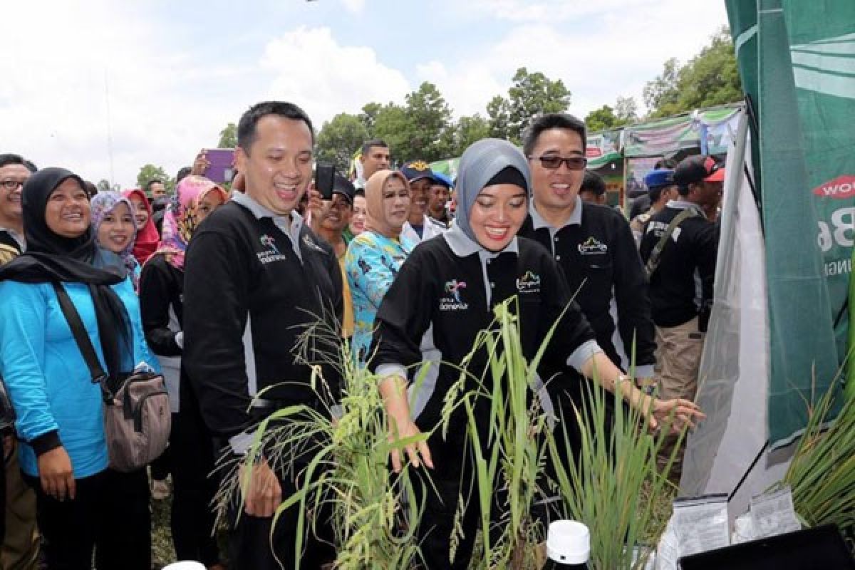 Gubernur Lampung Buka Festival Panen Padi 2017 