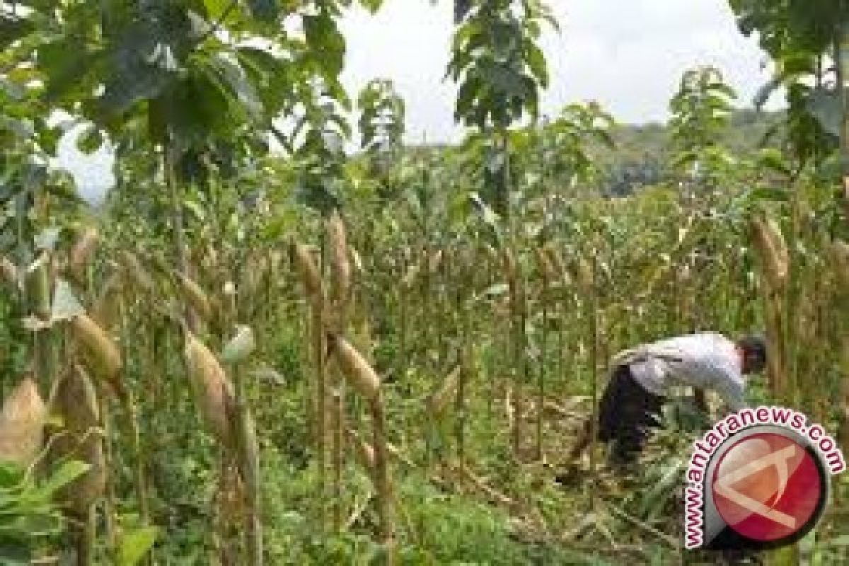 Bombana Tambah Luas Lahan Jagung 8.000 Hektare 