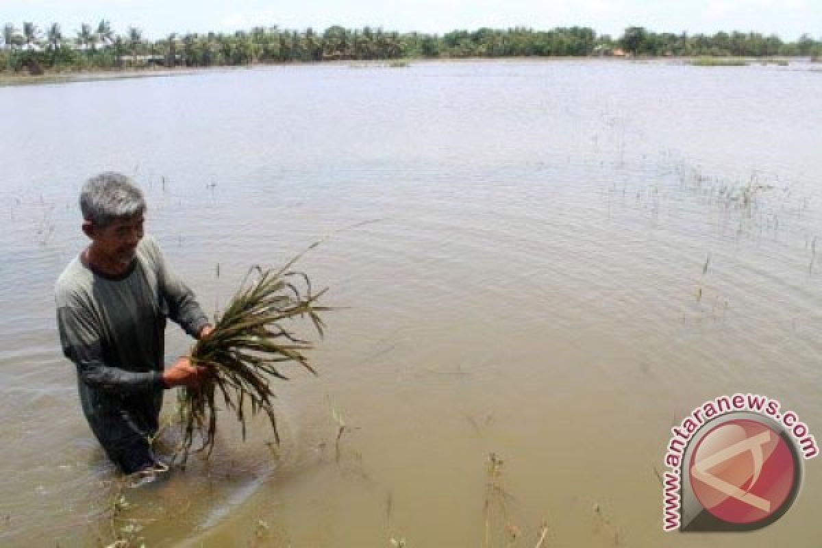 Dua Hektare Sawah Di Sukabumi Terendam Banjir