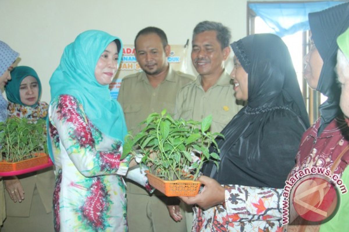 Sayur Organik Dan Gerakan Tanam Cabai