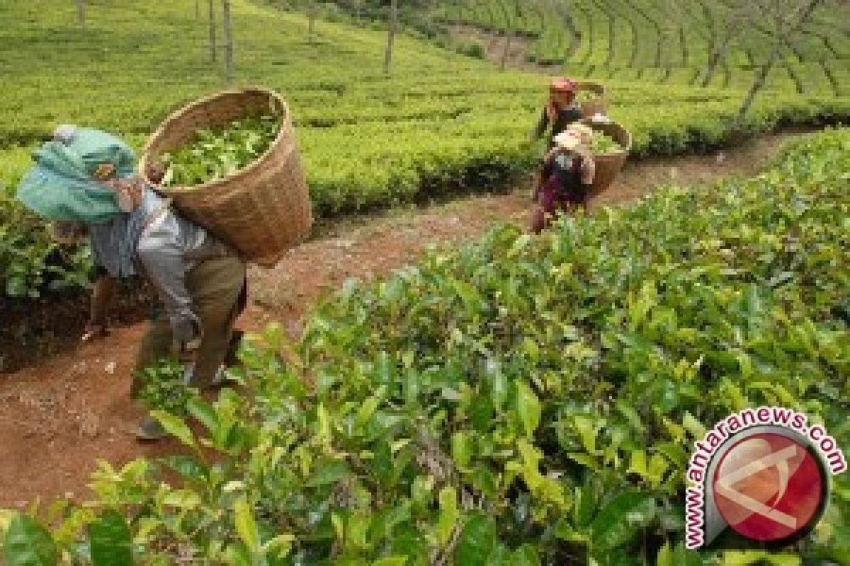 Pemkab Bangka Tengah Bantu Pemasaran Teh Gaharu