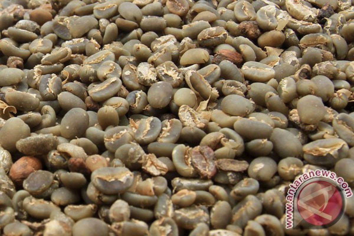 Curah hujan tinggi, produksi kopi Arabika Situbondo turun 50 persen