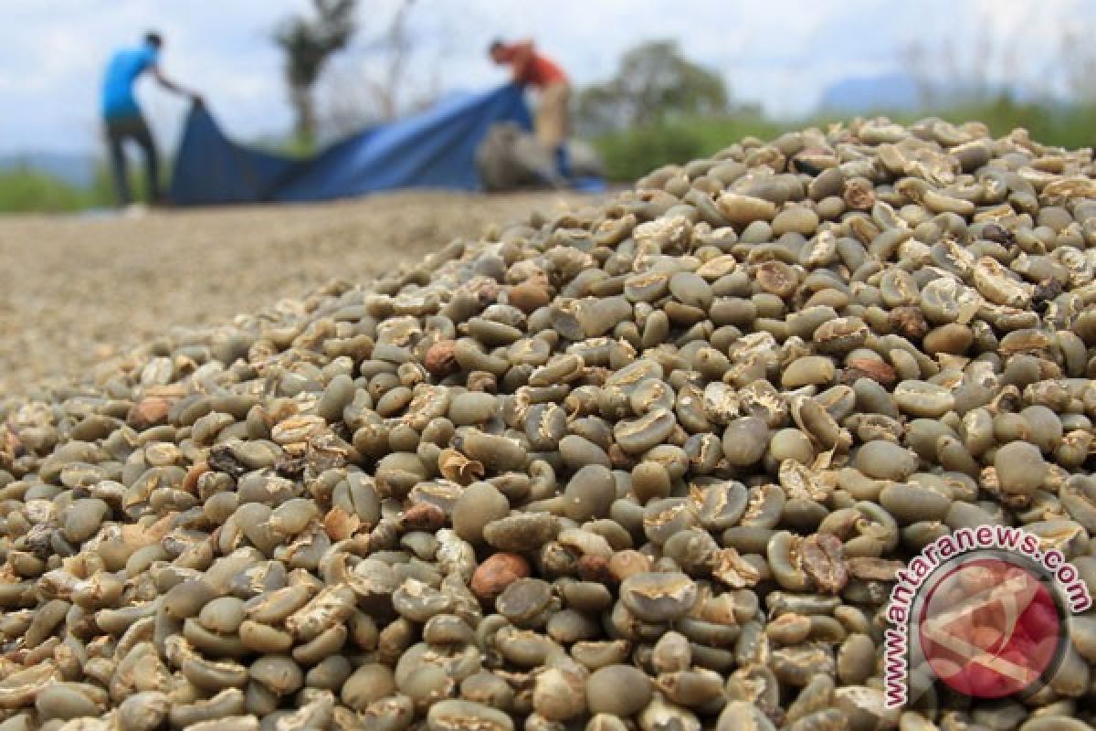 Kopi Sumbar kian diburu, harga terus naik