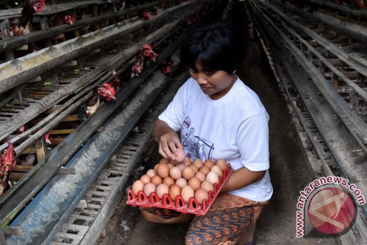 Puluhan ribu ayam di Karawang hangus terbakar