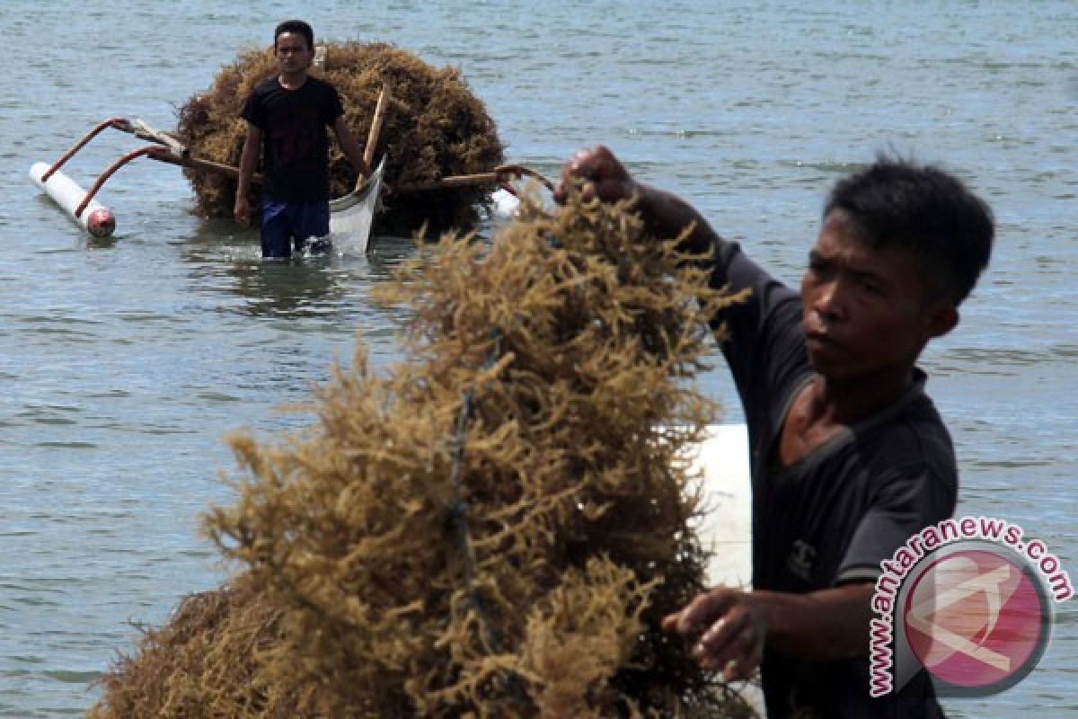 EARTH WIRE -- Sea weed potential source of energy: IPB professor