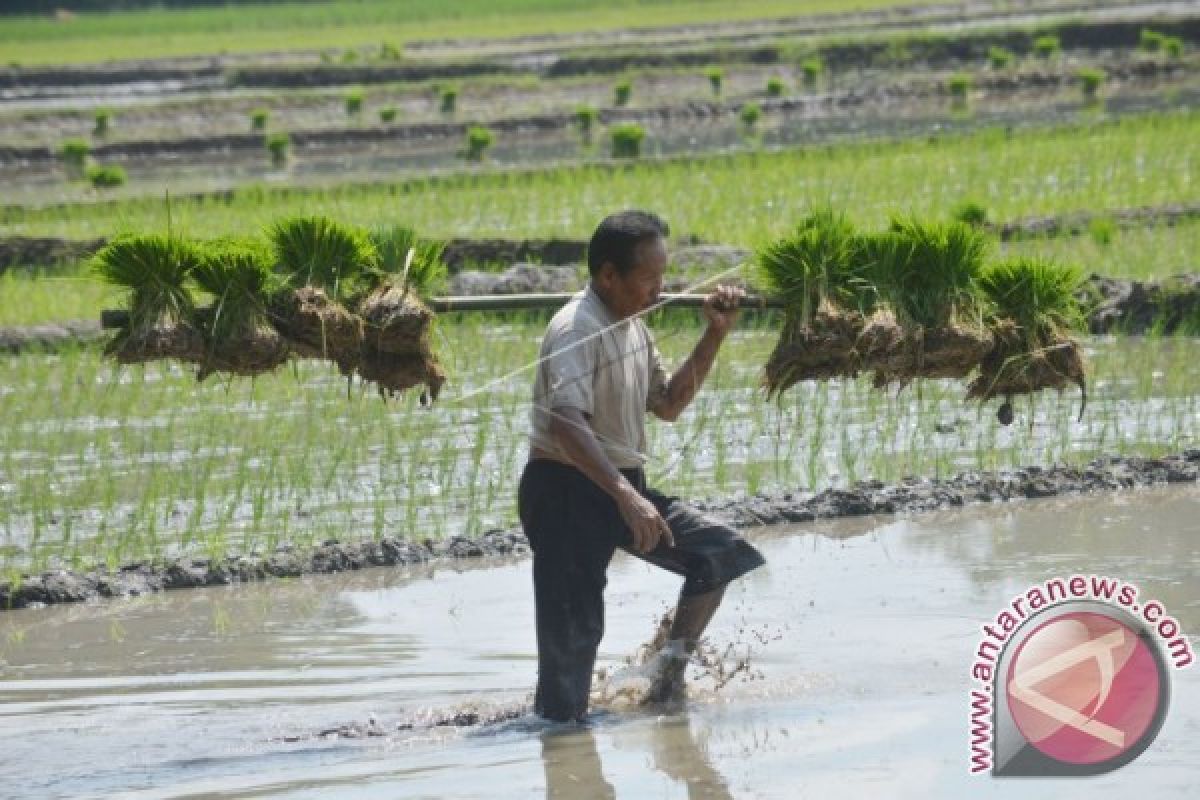 Indonesia butuh tanah sehat untuk lumbung pangan