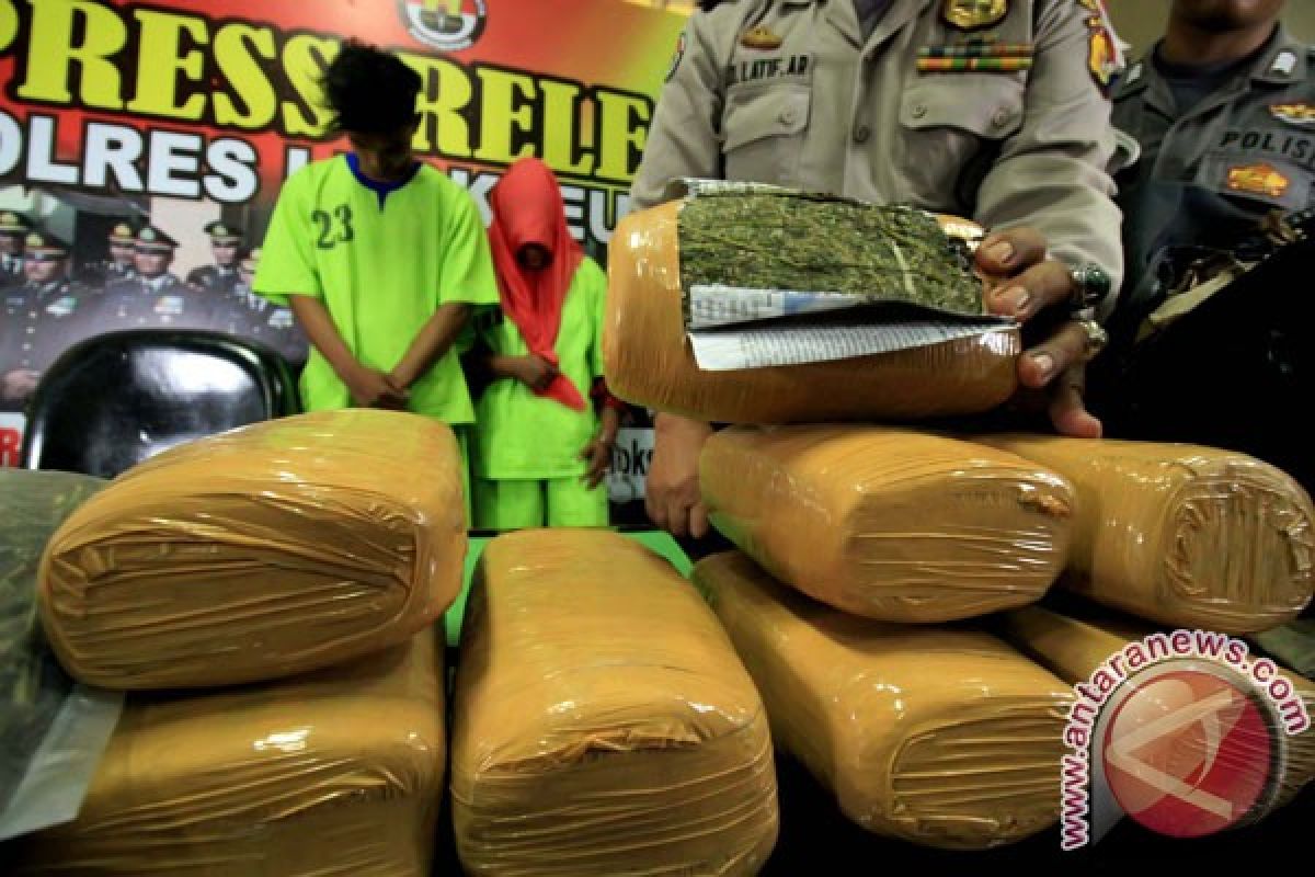 Polres Aceh Besar musnahkan dua hektare ladang ganja