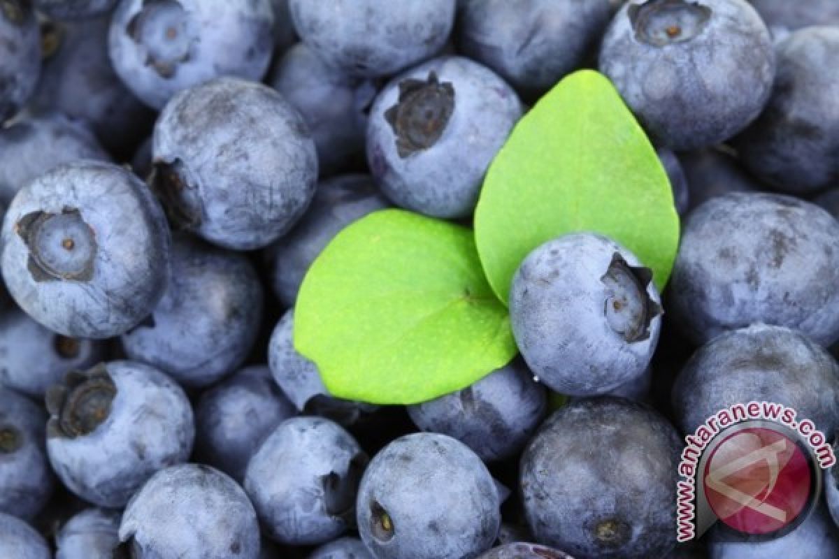Menurut Studi Dari University Of Exeter Jus Blueberry Bisa Perbaiki Fungsi Otak