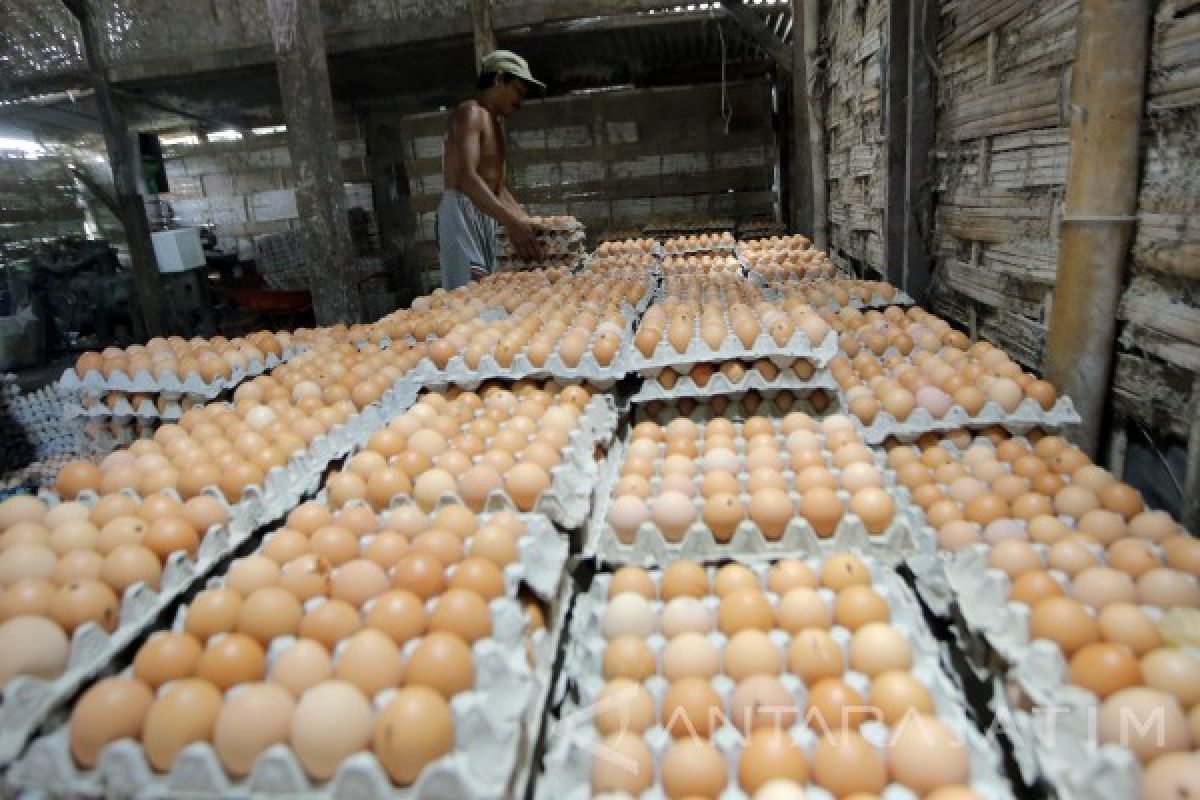 Harga Telur Ayam Ras di Jember Mulai Turun