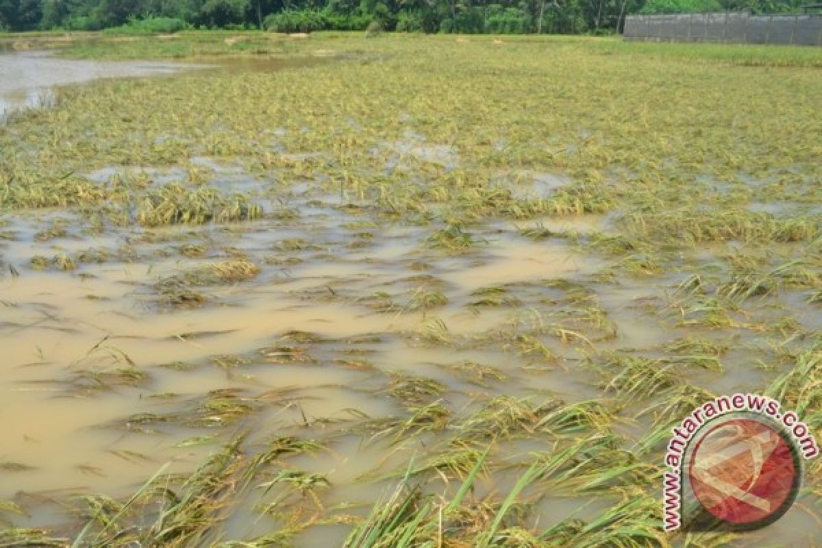 1.296,2 Hektare Komoditas Pertanian Sumbar Terdampak Banjir