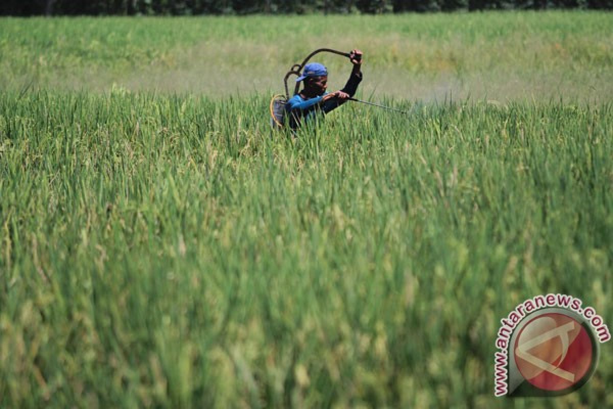 Petani: metode bakar memang murah tapi merugikan