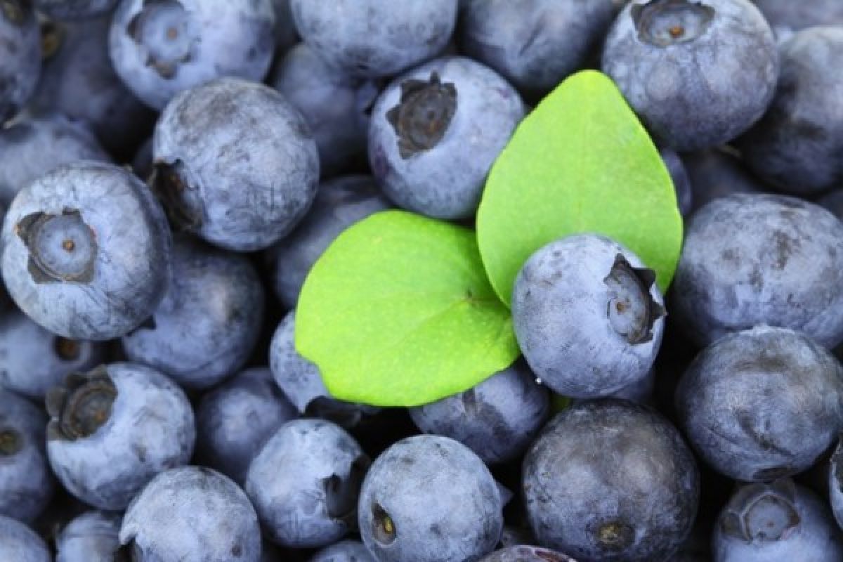 Blueberry bisa bantu lawan sel kanker