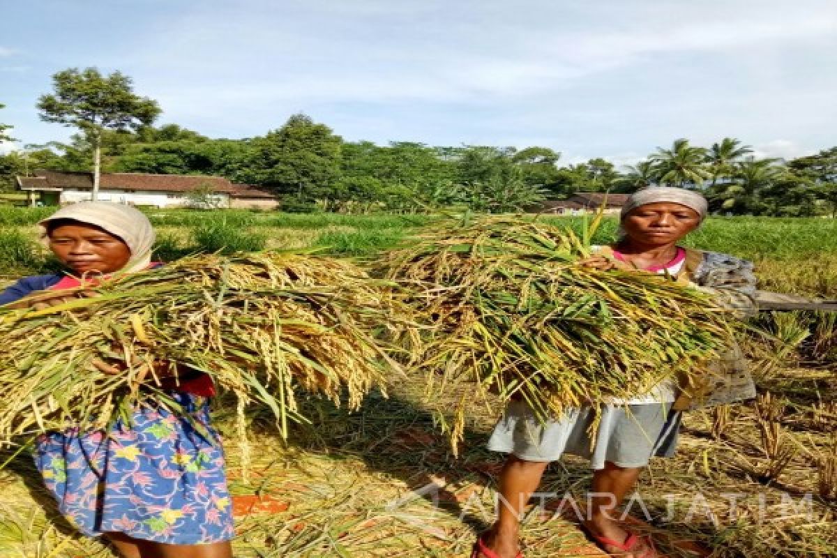 HKTI: Cuaca Ekstrem Pengaruhi Produksi Padi di Jember