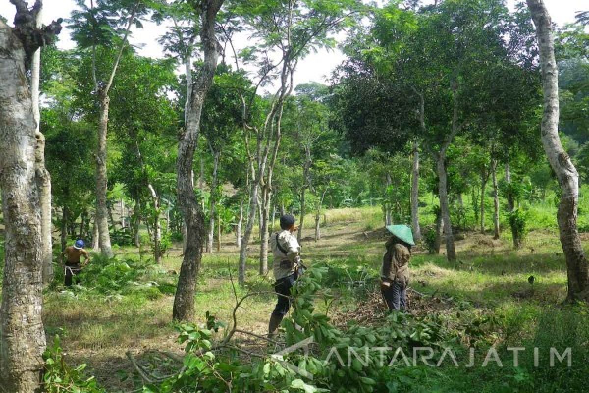 Universitas Jember Bantu TNMB Rehabilitasi Hutan Wonoasri