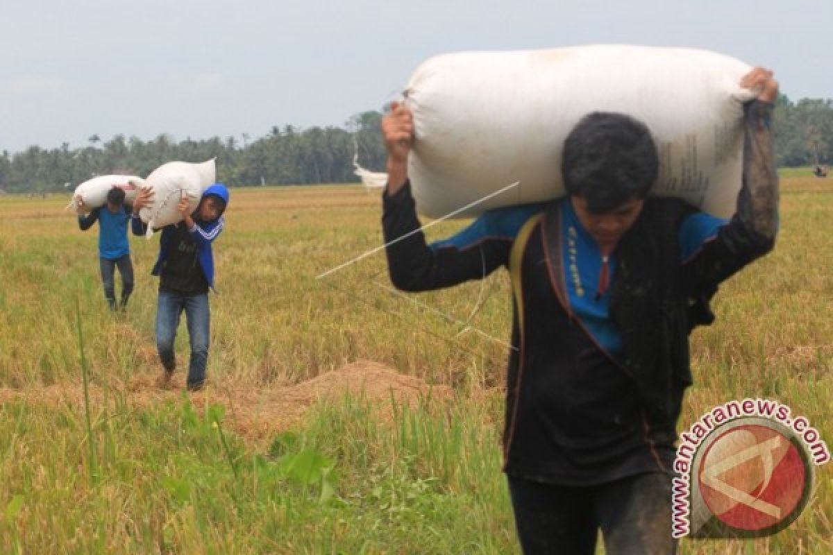 Program Sergap Bantu Harga Gabah Petani