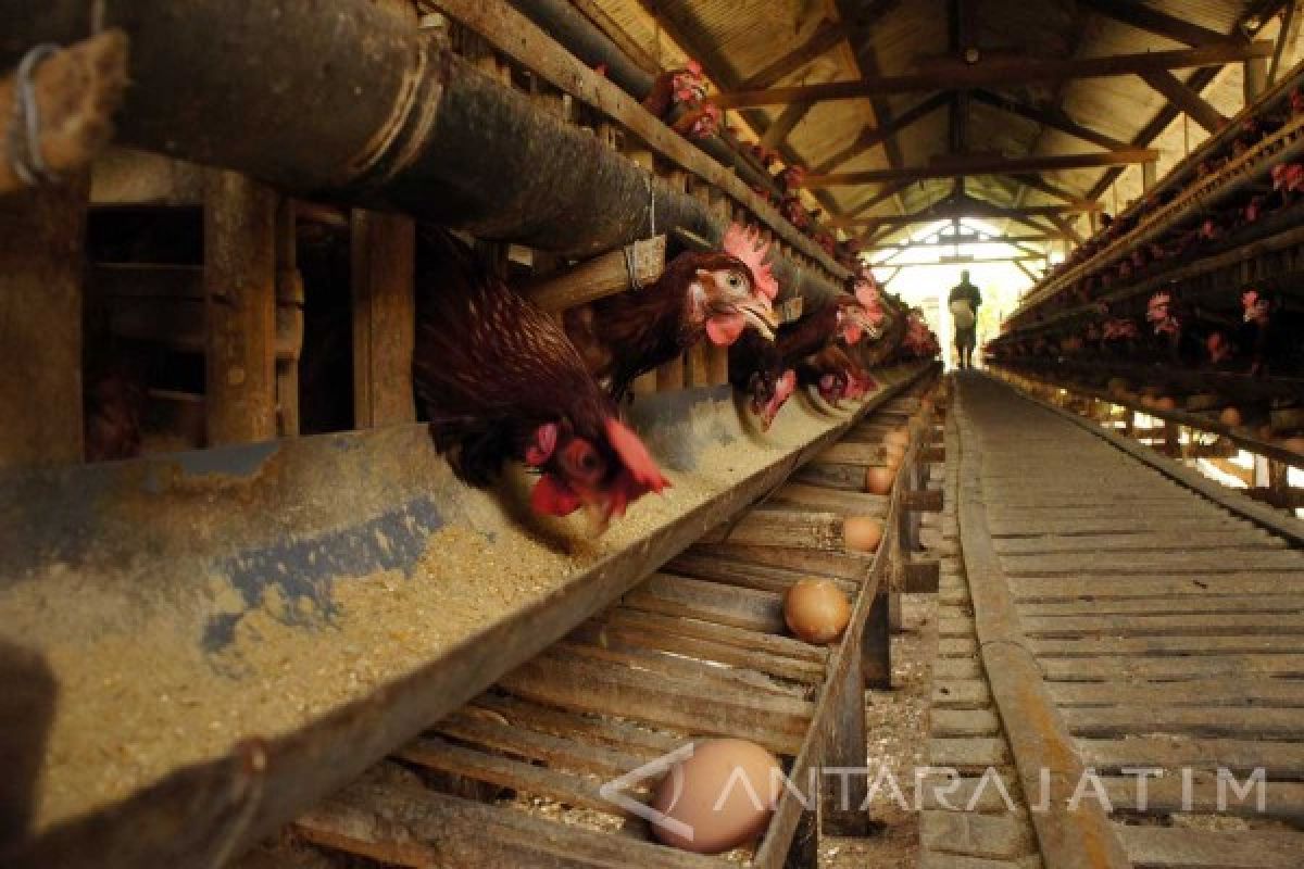 Pakde Karwo: Kenaikan Harga Telur Ayam Dampak Pakan Ternak