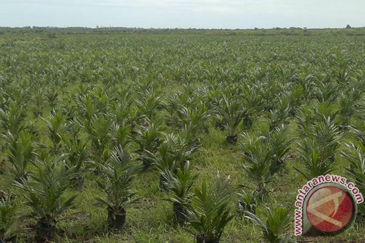 Mukomuko Dapat Jatah Peremajaan 3.000 Hektare Sawit
