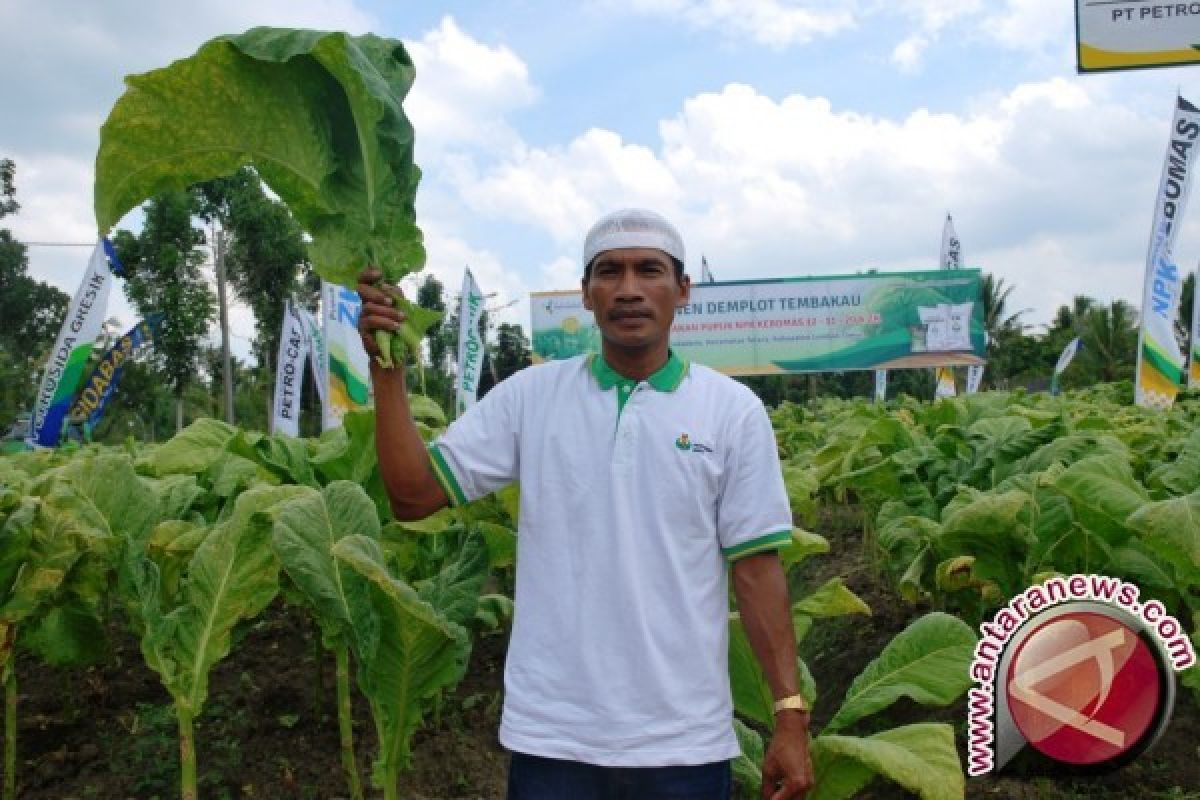 BEI Produksi Benih Tembakau Virginia di Lombok