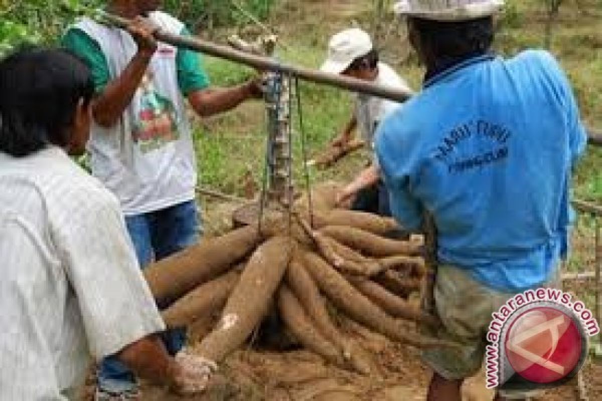 Bupati Bangka Tarmizi Saat Ajak Petani Tanam Ubi Casesa