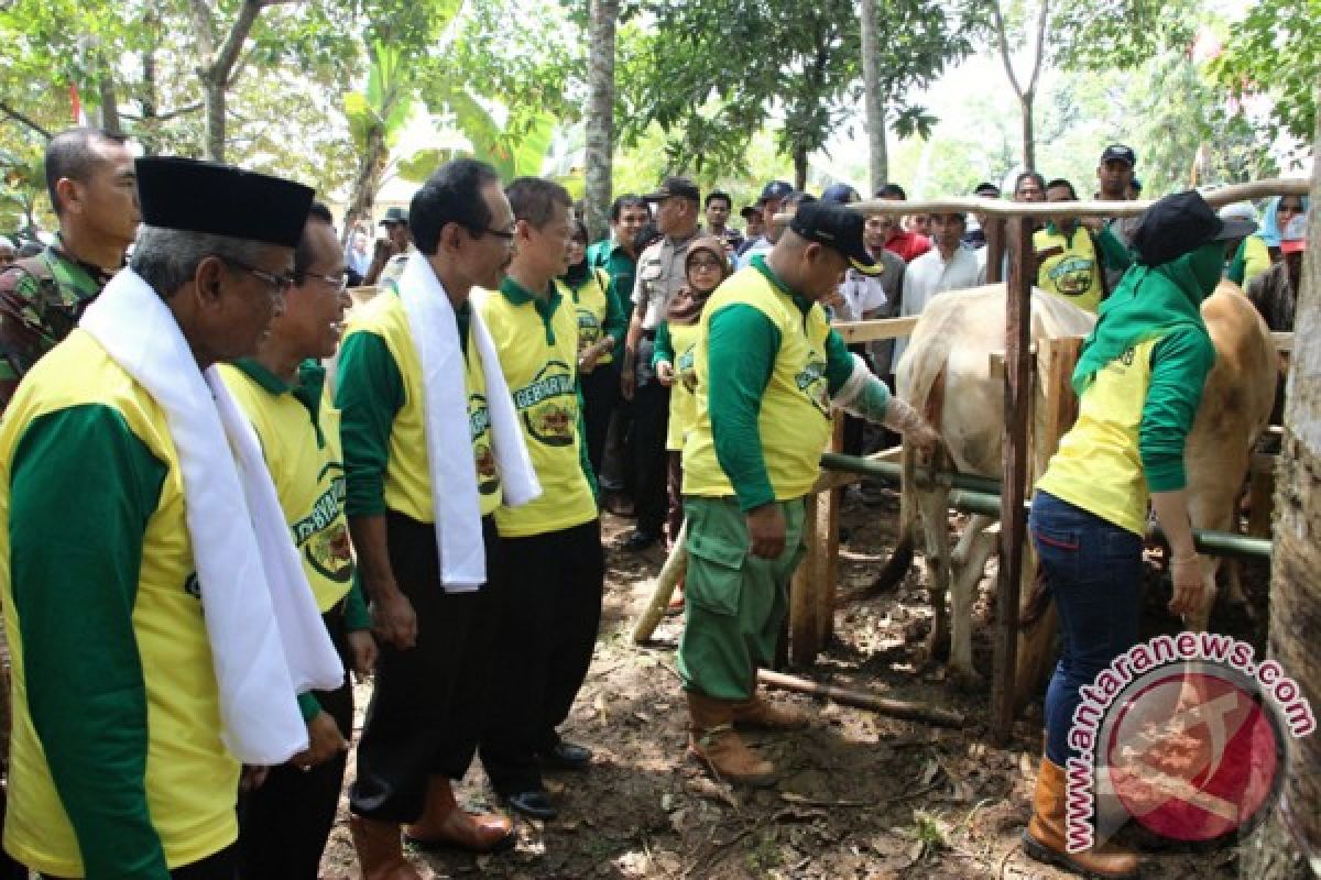 Banjar Gencar Bikin Sapi Bunting